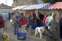 Poodle at the market